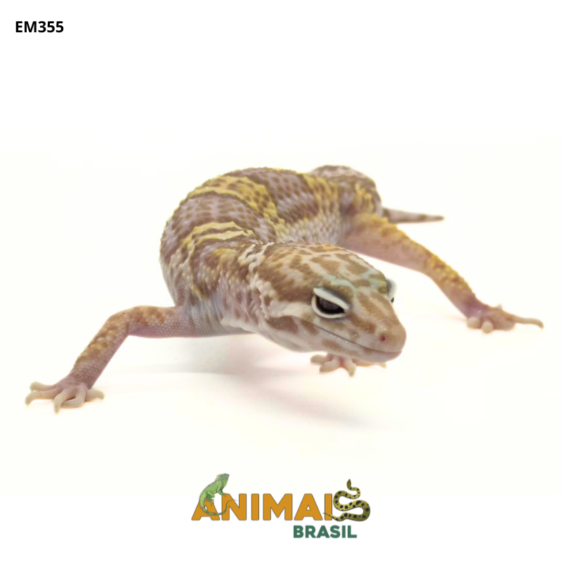 Gecko (Lagartixa Leopardo) - Em355 - Mack Snow Tremper