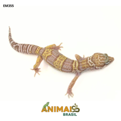 Gecko (Lagartixa Leopardo) - Em355 - Mack Snow Tremper