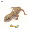 Gecko (Lagartixa Leopardo) - Em355 - Mack Snow Tremper