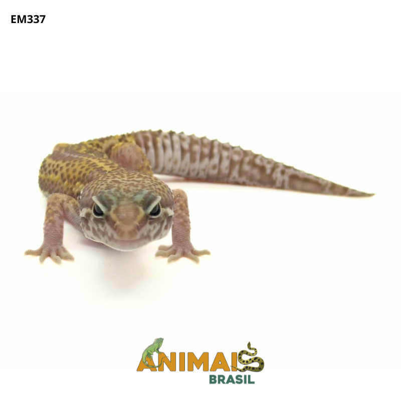 Gecko (Lagartixa Leopardo) - Em337 - Mack Snow Tremper Jungle