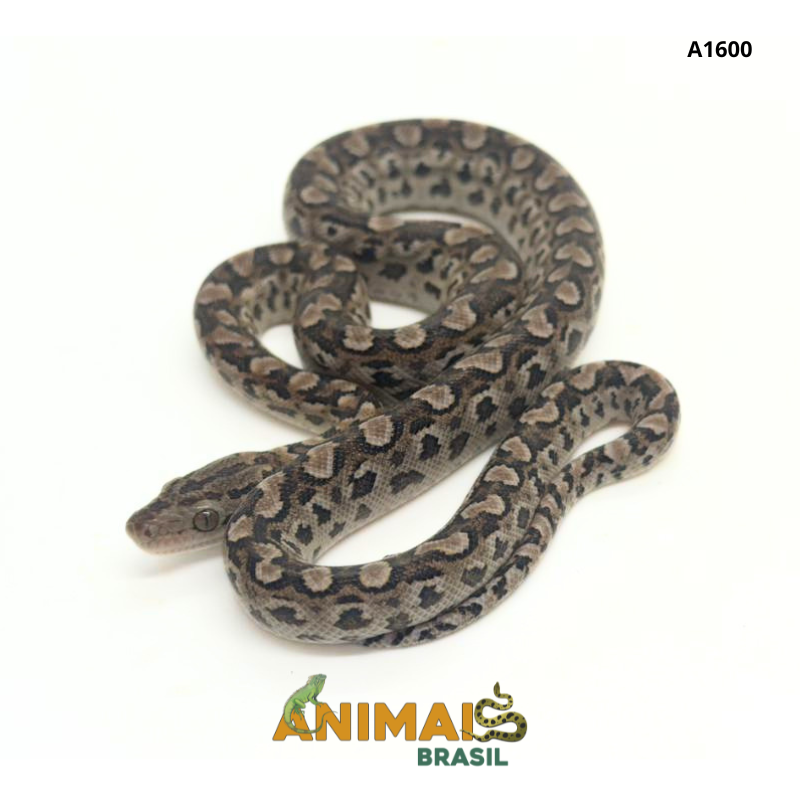 Jiboia arco-íris da Argentina ( Epicrates cenchria alvarezi) - A1600