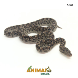 Jiboia arco-íris da Argentina ( Epicrates cenchria alvarezi) - A1600