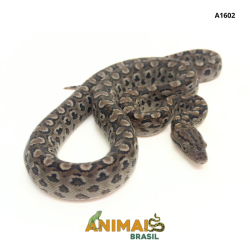 Jiboia arco-íris da...