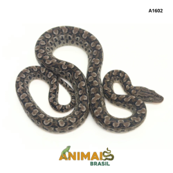 Jiboia arco-íris da Argentina ( Epicrates cenchria alvarezi) - A1602