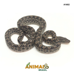 Jiboia arco-íris da Argentina ( Epicrates cenchria alvarezi) - A1602