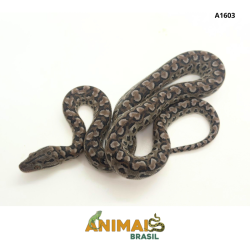 Jiboia arco-íris da Argentina ( Epicrates cenchria alvarezi) - A1603