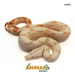 Jiboia Bci (Boa constrictor...