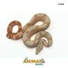 Jiboia Bci (Boa constrictor imperator) - A1633 - Sunglow
