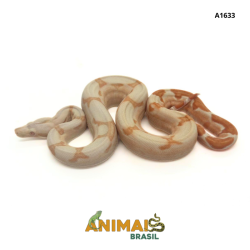 Jiboia Bci (Boa constrictor imperator) - A1633 - Sunglow