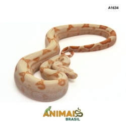 Jiboia Bci (Boa constrictor...