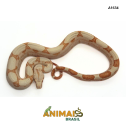 Jiboia Bci (Boa constrictor imperator) - A1634 - Albino Sunglow