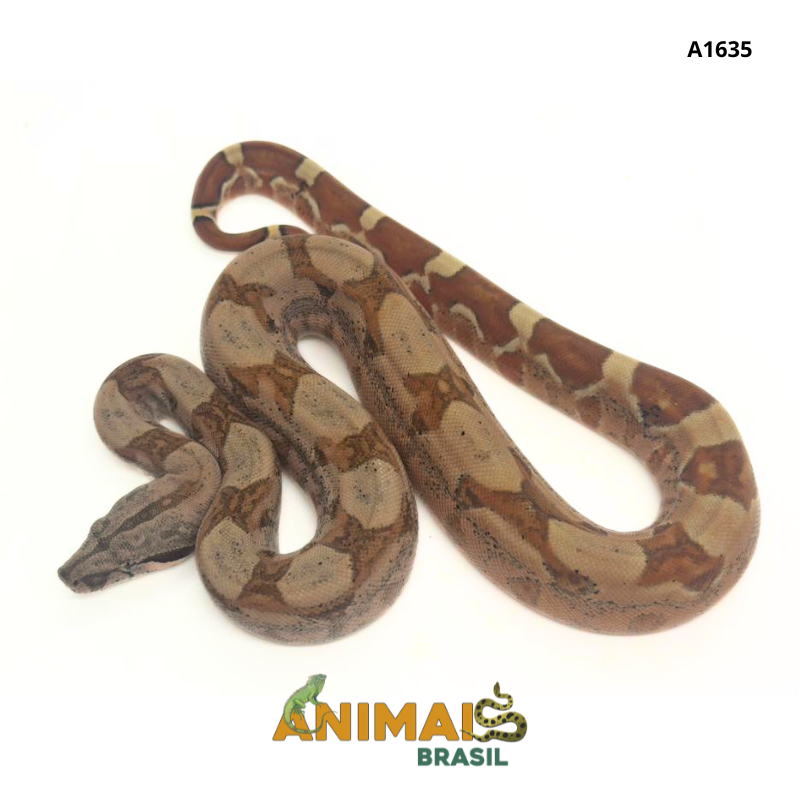 Jiboia Bci (Boa constrictor imperator) - A1635 - Hipo