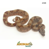 Jiboia Bci (Boa constrictor imperator) - A1635 - Hipo