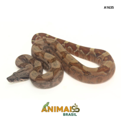 Jiboia Bci (Boa constrictor imperator) - A1635 - Hipo