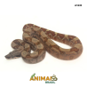 Jiboia Bci (Boa constrictor imperator) - A1635 - Hipo