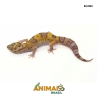 Gecko (Lagartixa Leopardo) - Em363 - Tremper Eclipse