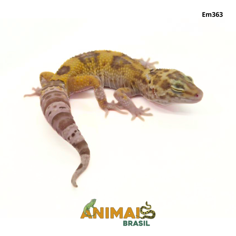 Gecko (Lagartixa Leopardo) - Em363 - Tremper Eclipse