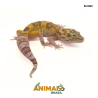 Gecko (Lagartixa Leopardo) - Em363 - Tremper Eclipse