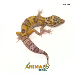 Gecko (Lagartixa Leopardo) - Em363 - Tremper Eclipse