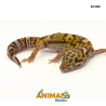 Gecko (Lagartixa Leopardo) - Em366 - Tremper snake eyes