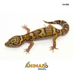Gecko (Lagartixa Leopardo) - Em366 - Tremper snake eyes