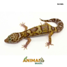Gecko (Lagartixa Leopardo) - Em366 - Tremper snake eyes