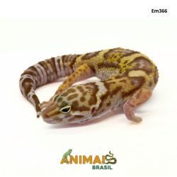 Gecko (Lagartixa Leopardo)...