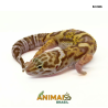 Gecko (Lagartixa Leopardo) - Em366 - Tremper snake eyes