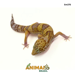 Gecko (Lagartixa Leopardo) - Em370 - Tremper Eclipse