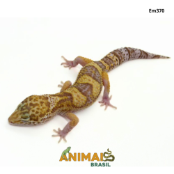 Gecko (Lagartixa Leopardo) - Em370 - Tremper Eclipse