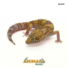 Gecko (Lagartixa Leopardo) - Em370 - Tremper Eclipse