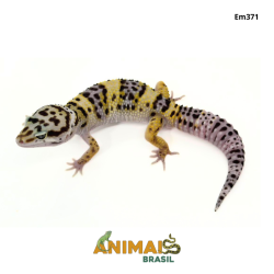 Gecko (Lagartixa Leopardo) - Em371 - Comum