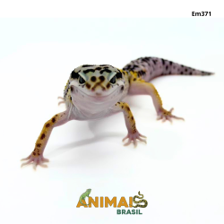 Gecko (Lagartixa Leopardo)...