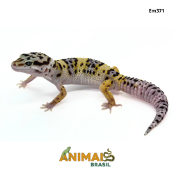 Gecko (Lagartixa Leopardo) - Em371 - Comum
