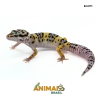Gecko (Lagartixa Leopardo) - Em371 - Comum