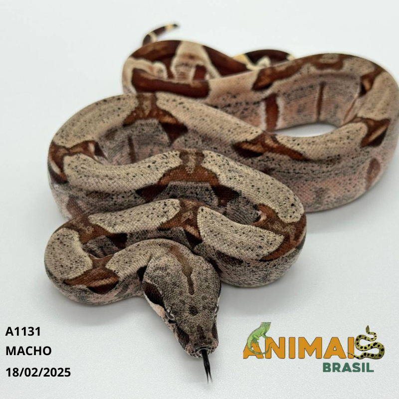 Jiboia Bci (Boa constrictor imperator) - A1131 - HIPO JUNGLE