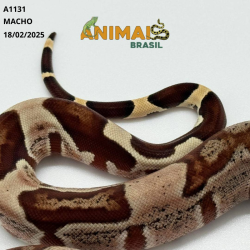 Jiboia Bci (Boa constrictor imperator) - A1131 - HIPO JUNGLE