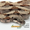 Jiboia Bci (Boa constrictor imperator) - A1131 - HIPO JUNGLE