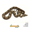 Jiboia Bci (Boa constrictor imperator) - A1335 - COMUM