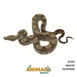 Jiboia Bci (Boa constrictor...