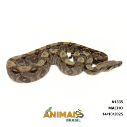 Jiboia Bci (Boa constrictor imperator) - A1335 - COMUM
