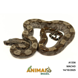 Jiboia Bci (Boa constrictor...