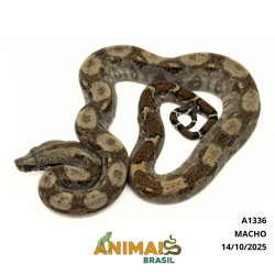 Jiboia Bci (Boa constrictor imperator) - A1336 - COMUM