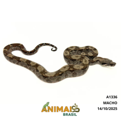 Jiboia Bci (Boa constrictor imperator) - A1336 - COMUM