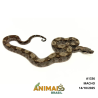 Jiboia Bci (Boa constrictor imperator) - A1336 - COMUM