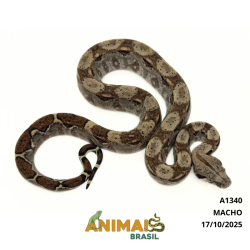 Jiboia Bci (Boa constrictor imperator) - A1340 - COMUM
