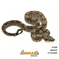 Jiboia Bci (Boa constrictor...