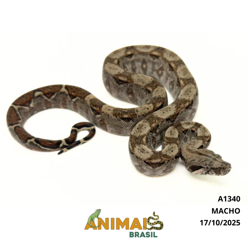 Jiboia Bci (Boa constrictor imperator) - A1340 - COMUM