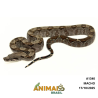 Jiboia Bci (Boa constrictor imperator) - A1340 - COMUM