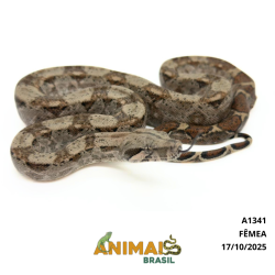 Jiboia Bci (Boa constrictor...
